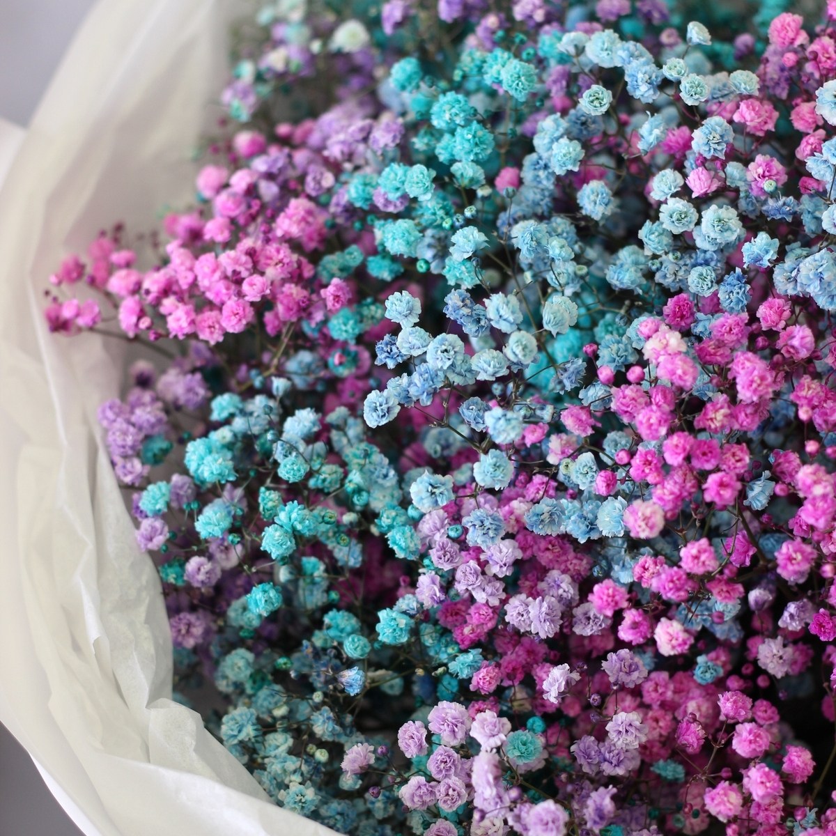 raduzhnaya gipsofila 9